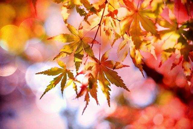 紅葉狩 もみじがり の語源 由来から名所 見頃の時期まで紹介 Beyond ビヨンド 紅葉狩 もみじがり の語源 由来から名所 見頃の時期まで紹介 Beyond ビヨンド