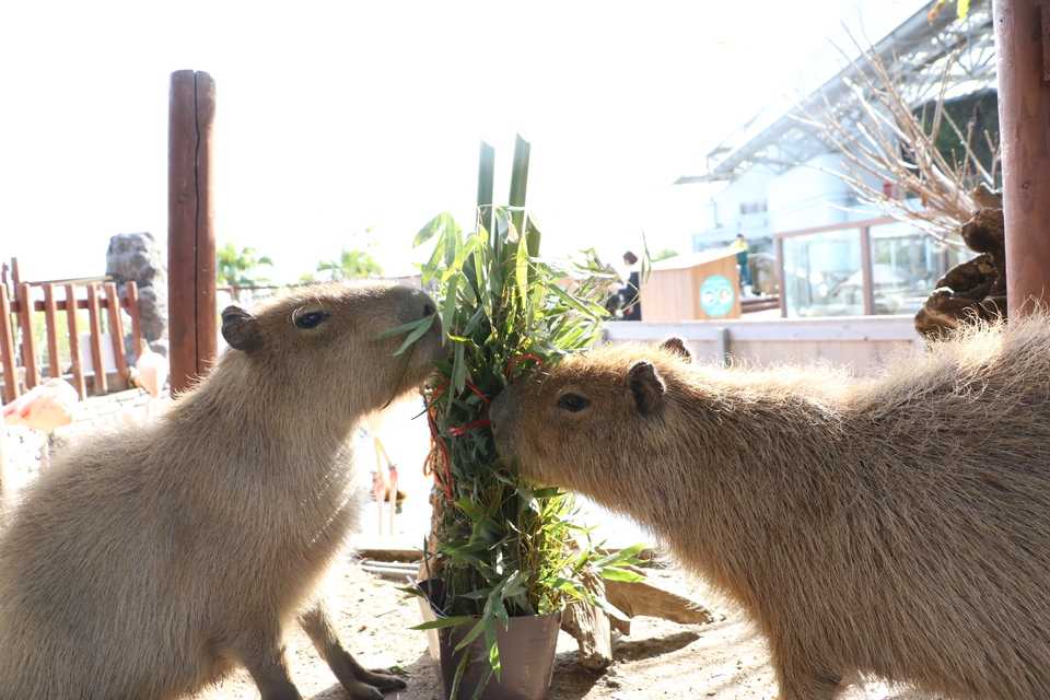 年干支は 庚子 変化が多い年に えとの意味 由来は Beyond ビヨンド